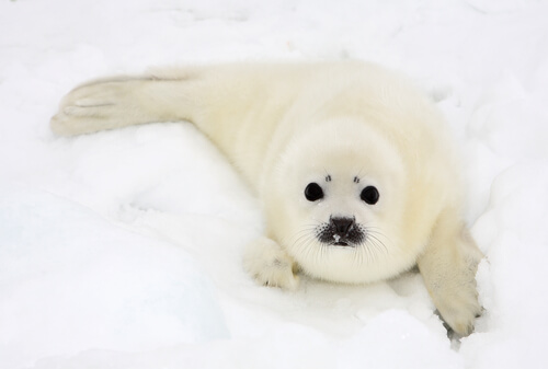 Una foca arpa.