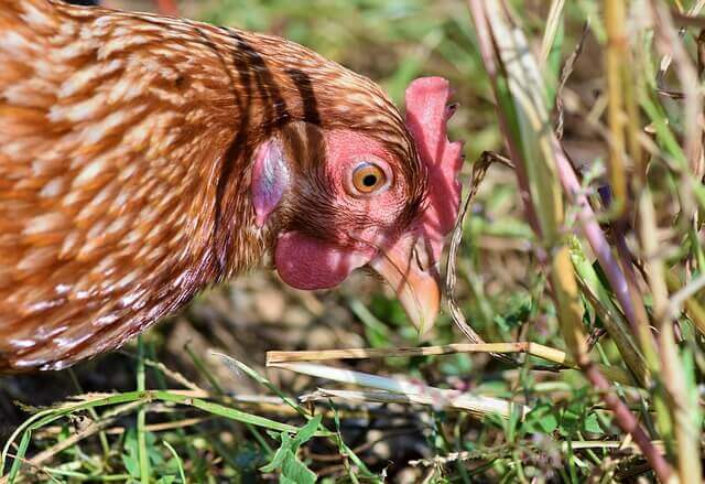 Gallina al aire libre