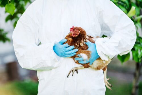 Gallina enferma