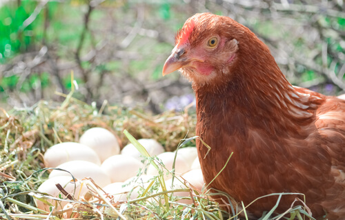 Gallina y sus huevos