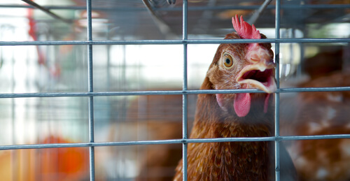 galinhas em gaiolas