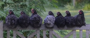11 cosas que debes saber antes de instalar un gallinero en tu jardín