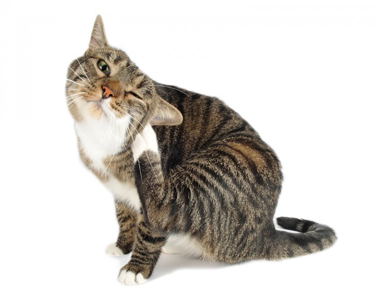 ¿Cómo proteger a tu gato contra las pulgas? Conoce el tratamiento adecuado