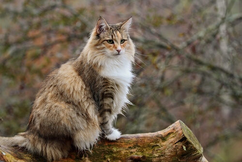 Norwegian forest cat.