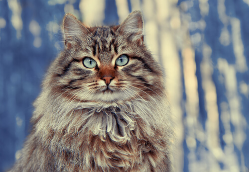 The Siberian forest cat is one of the largest long-haired cat breeds.