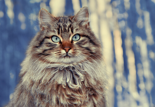 Gatos con pelo largo: bosque de Siberia