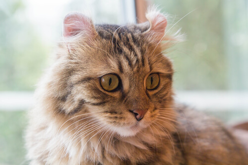The American curl is a relatively new cat breed.