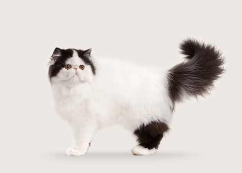 10 razas de gatos con pelo largo