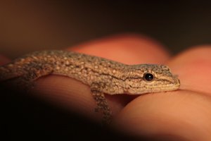 Geckos: alimentación y características