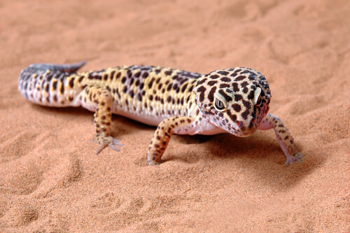Gecko léopard dans un terrarium.