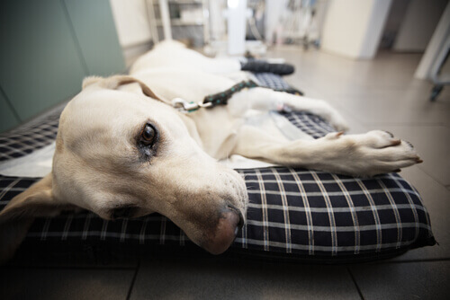 Hepatitis canina contagiosa: síntomas y causas