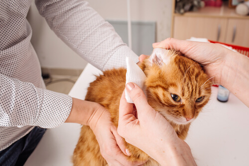 Higiene de las orejas de los gatos