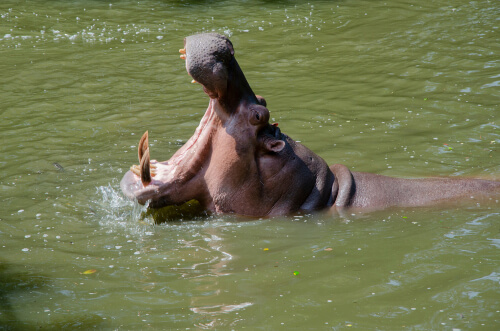 Hipopótamo en el agua