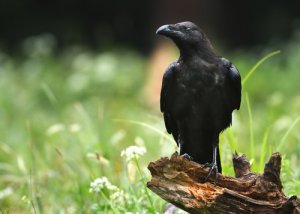 La inteligencia de las aves