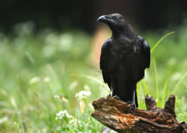 La inteligencia de las aves