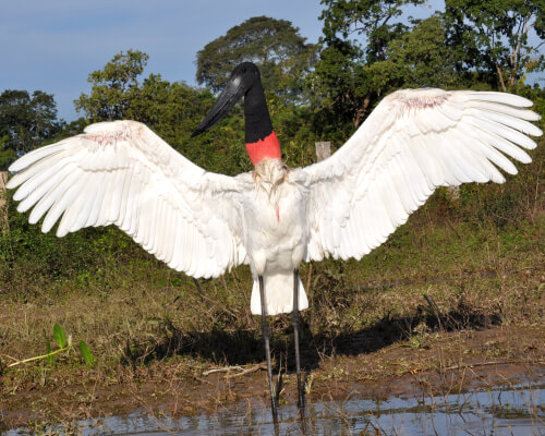 Jabirú con las alas desplegadas