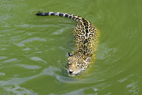 Jaguar nadador