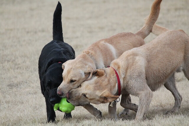 Juegos con otros perros