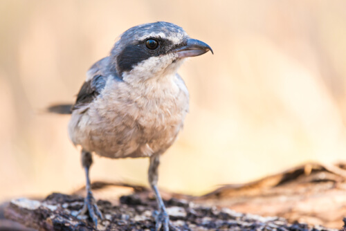 Lanius meridionalis