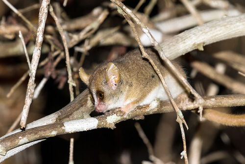 Lémur ratón de Berthe (Microcebus berthae)