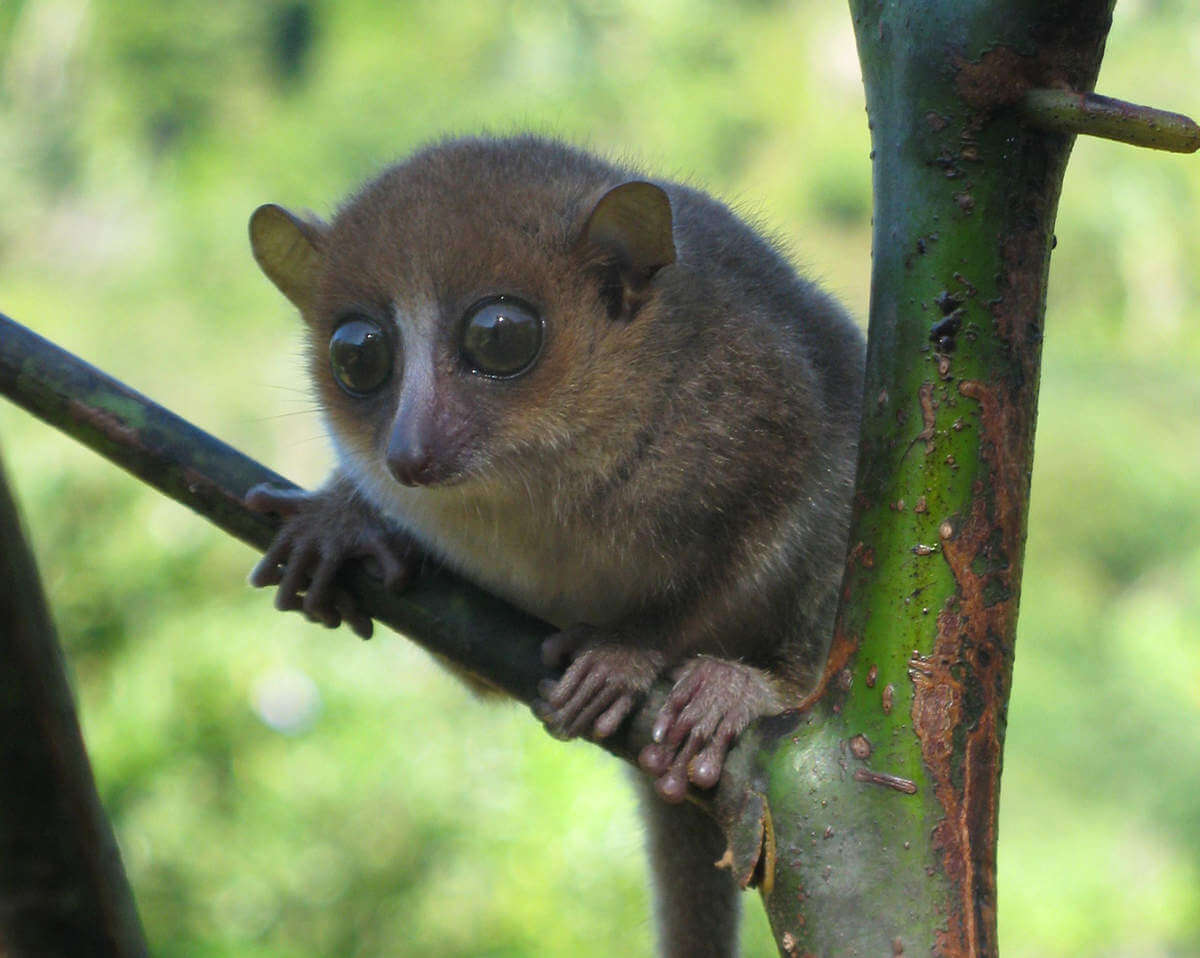 Lémur ratón de Gerp (Microcebus gerpi)