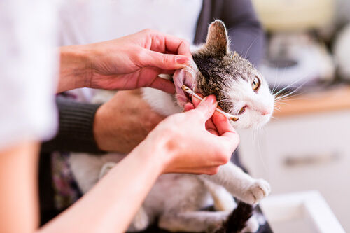 Someone cleaning a cat's ear.
