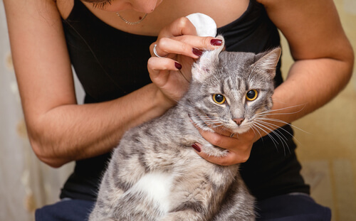 Cómo limpiar las orejas de un gato