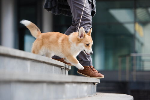 Mascotas en comunidades de vecinos
