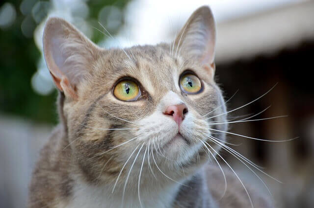 Mascotas más cariñosas: gato