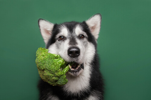 Mascotas veganas: ¿cómo afecta su salud?