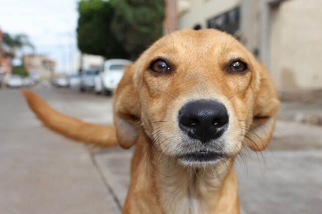 Mitos sobre las mascotas: nariz seca no indica enfermedad