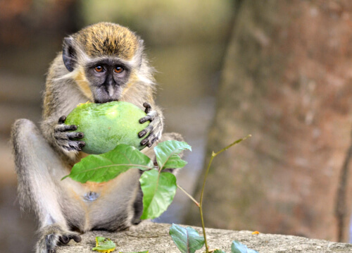 Los monos verdes tienen alarmas contra drones