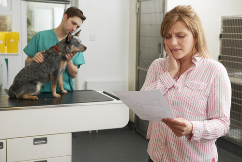 Tipos de seguros de mascotas