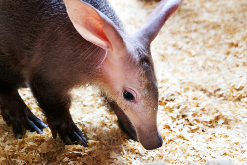 El cerdo hormiguero: aliado silencioso de la biodiversidad