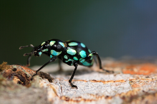 Pachyrrhynchus: la joya de 6 patas de los bosques asiáticos