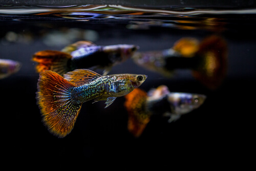 Peces guppy