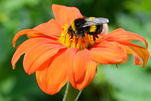 Beneficios para el jardín de los pequeños bichos
