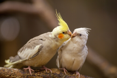 Periquito callopsite: origen