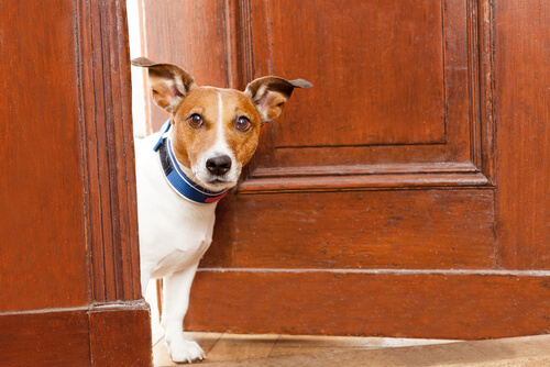 Perro asomado a la puerta