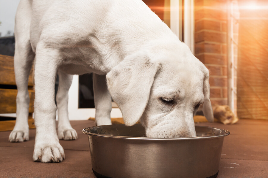Perro blanco comiendo pienso