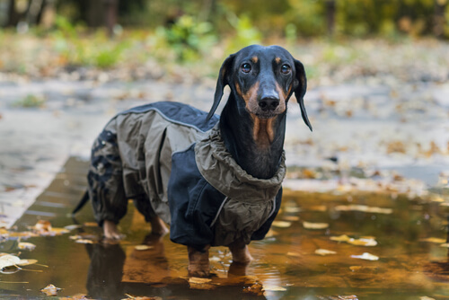 A dachshund in a raincoat.