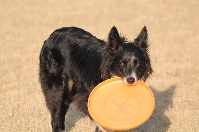 Perro con frisbee