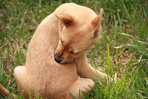 Causas y tratamientos de la urticaria en perros