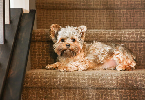 Perro en las escaleras