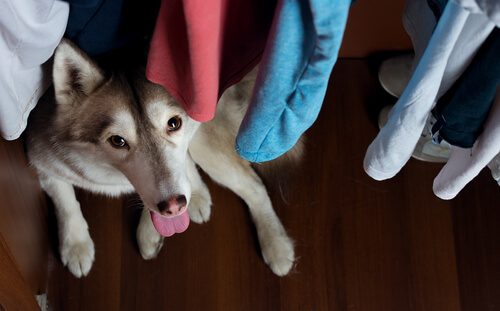 Perro en nueva casa