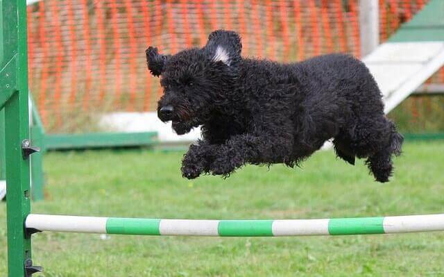 Perro haciendo agility
