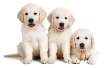 ¿Qué es un perro LOF?