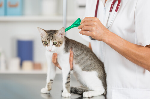 Antiparastic pipettes will protect against cat fleas.