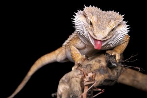 La pogona o agame barbudo: todo sobre este lagarto