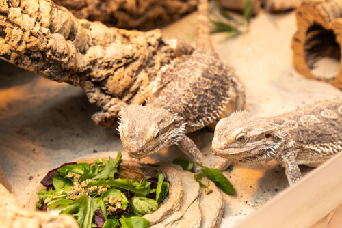 El Pogona vitticeps es una de las mascotas que viven más tiempo